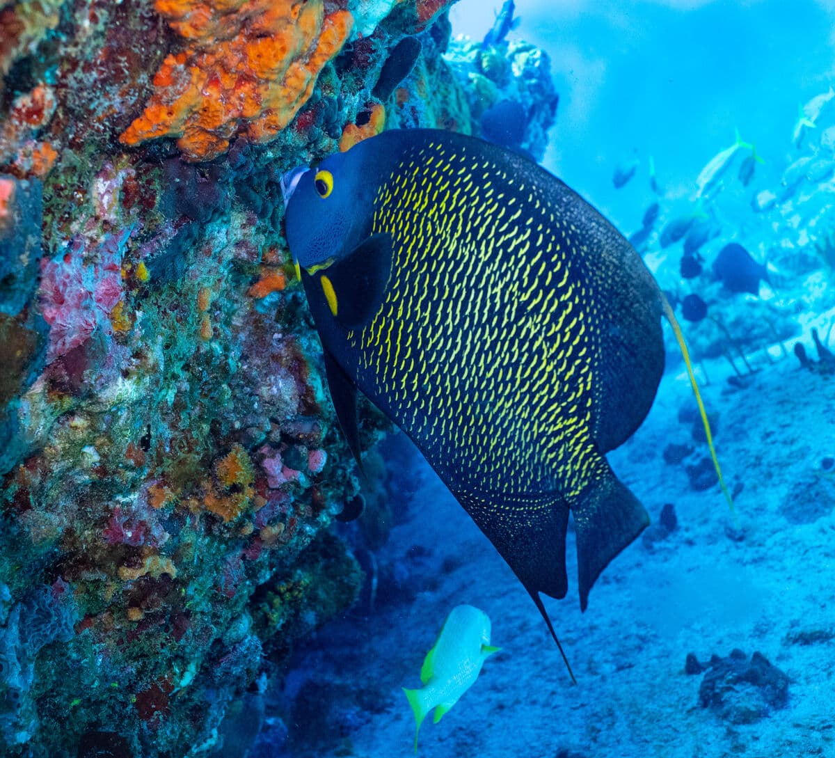 Poisson ange français