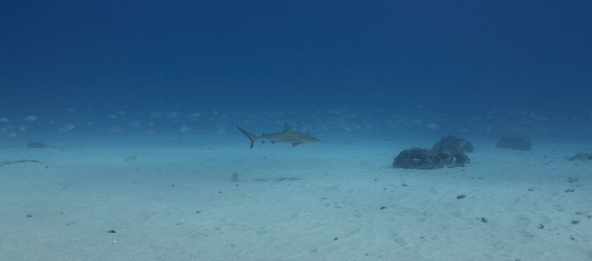 Requin et banc de poissons