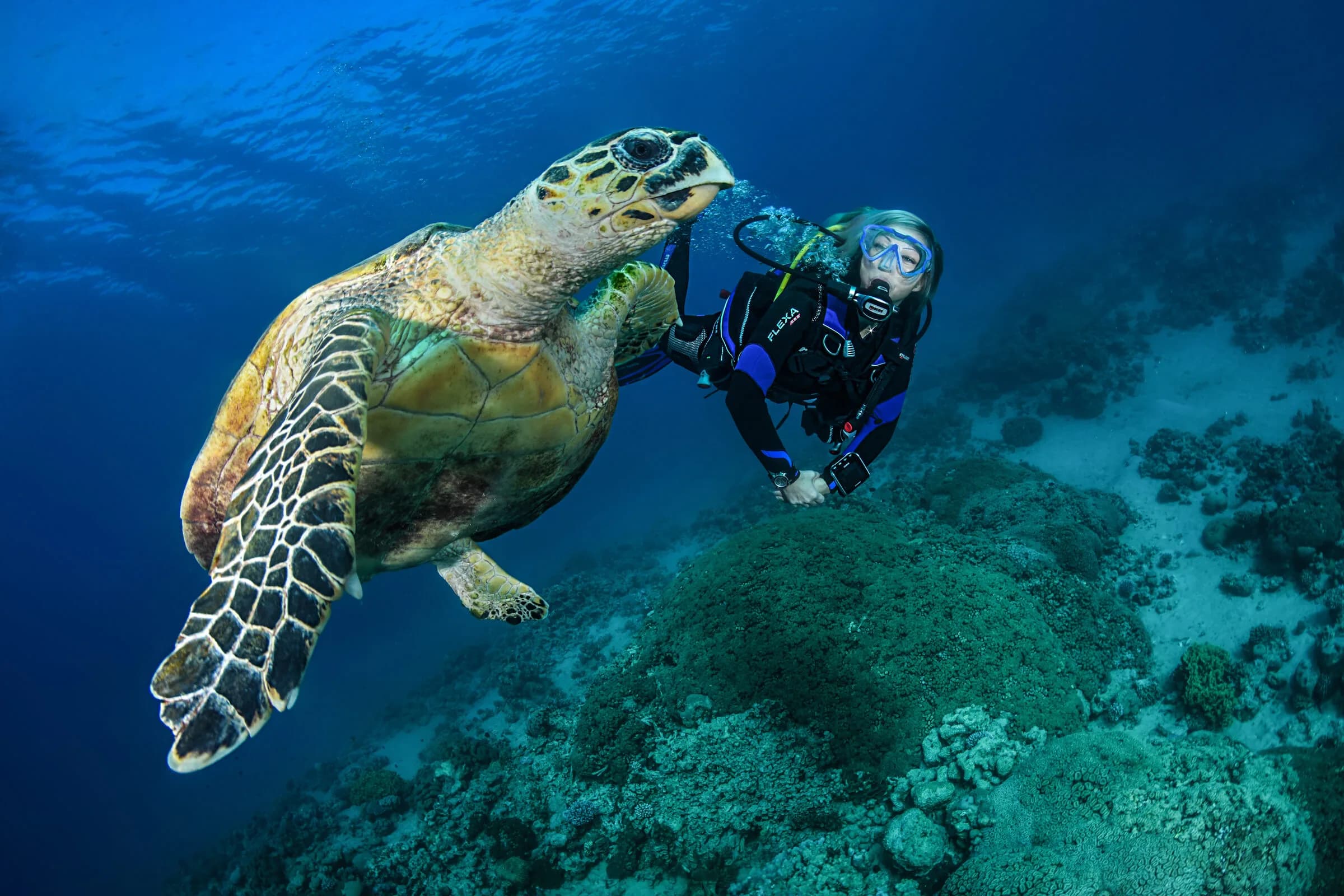 Open Water Diver + Marine Ecologie SSI